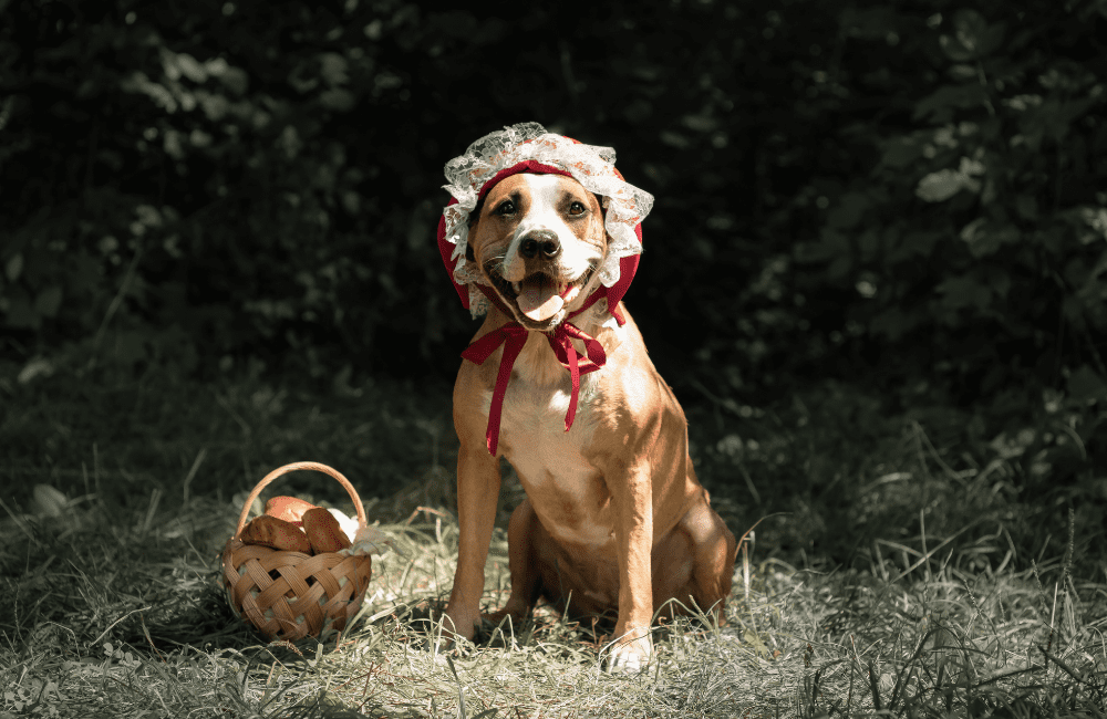Déguisements d’Halloween pour chiens