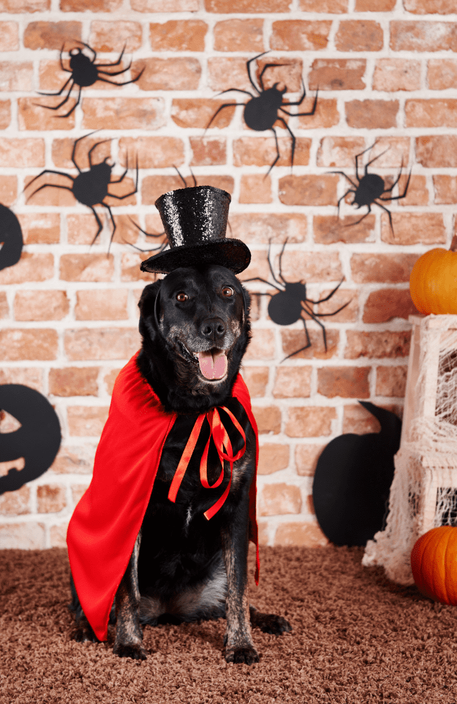 Déguisements d’Halloween pour chiens