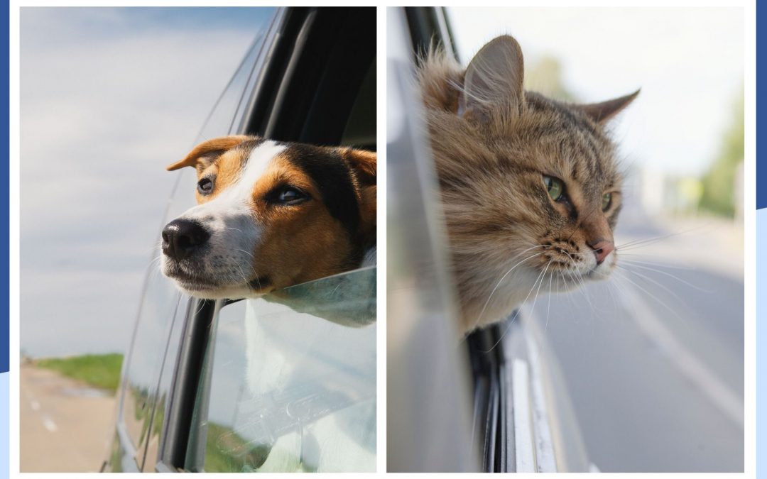 Chat ou chien malade en voiture, que faire ?
