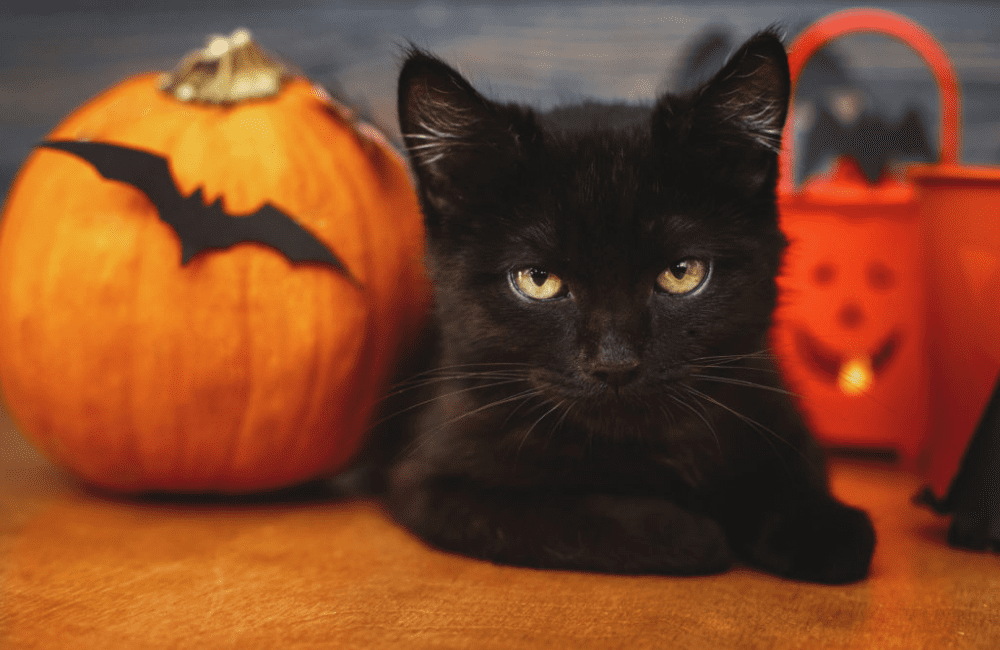 Halloween avec un chat ou un chien : dossier spécial
