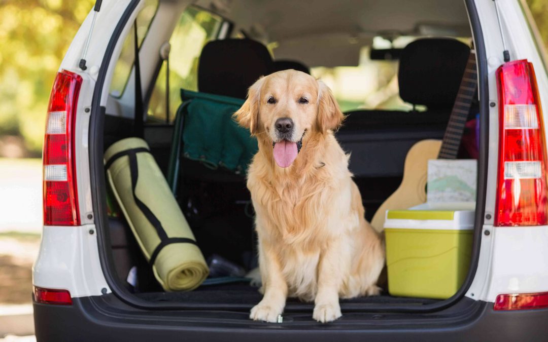 11 conseils pour un road trip parfait avec votre animal