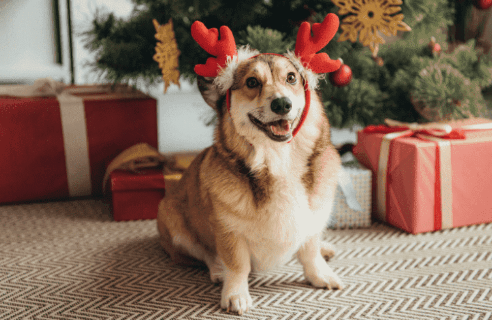Idées de cadeaux de noel pour chien