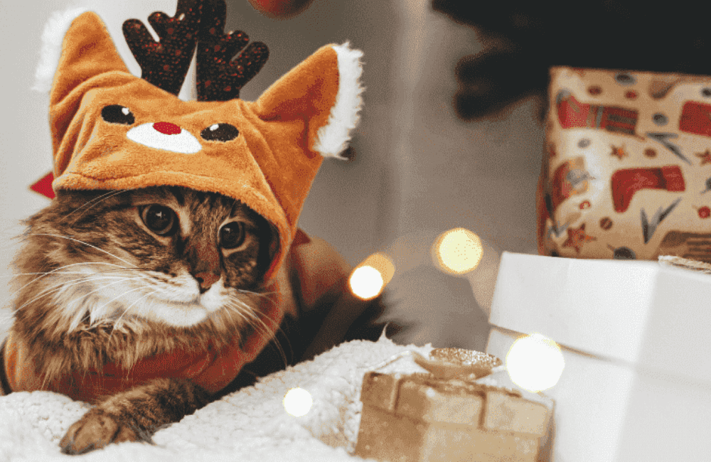 Idées de cadeaux de noel pour chat